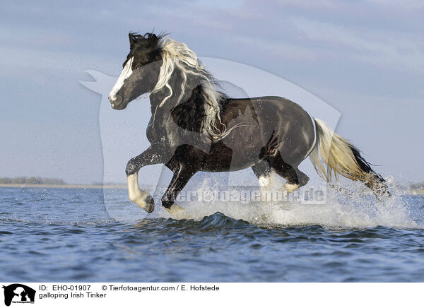 galloping Irish Tinker / EHO-01907