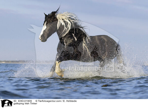 galloping Irish Tinker / EHO-01909