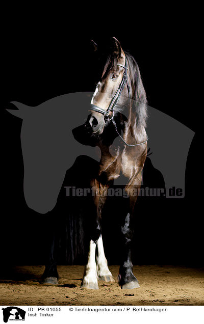 Irish Tinker / PB-01055