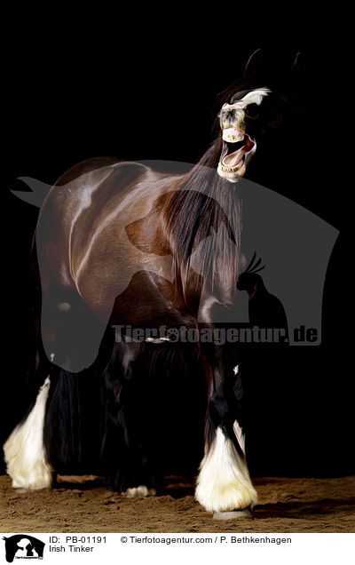 Irish Tinker / Irish Tinker / PB-01191