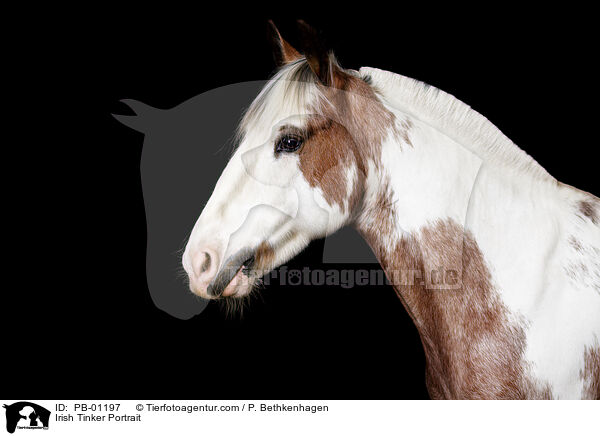 Irish Tinker Portrait / PB-01197