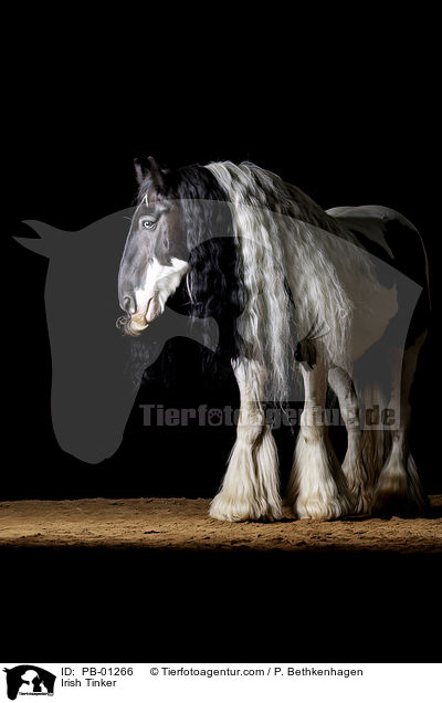 Irish Tinker / PB-01266