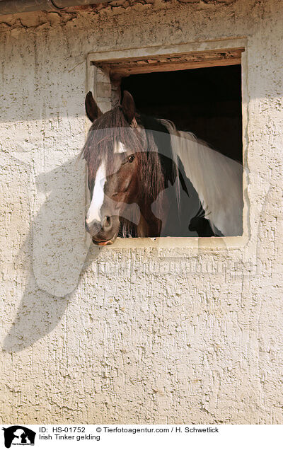 Irish Tinker gelding / HS-01752