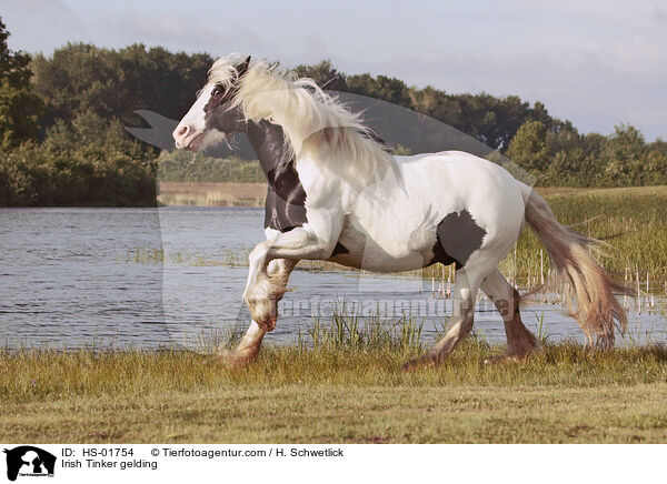 Irish Tinker gelding / HS-01754