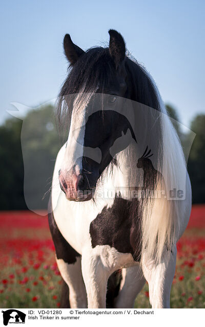Irish Tinker in summer / VD-01280