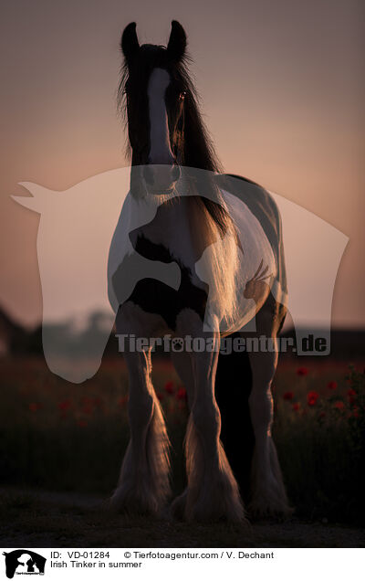 Irish Tinker in summer / VD-01284