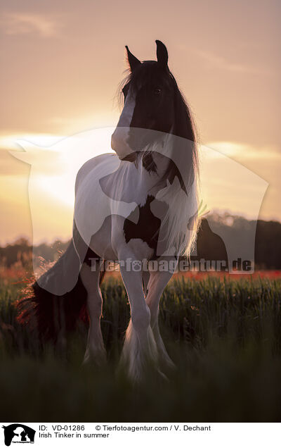 Irish Tinker in summer / VD-01286