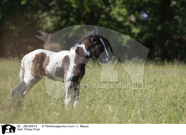 Irish Tinker Foal / JM-08814