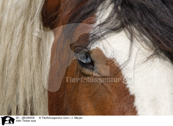 Irish Tinker eye / JM-08909