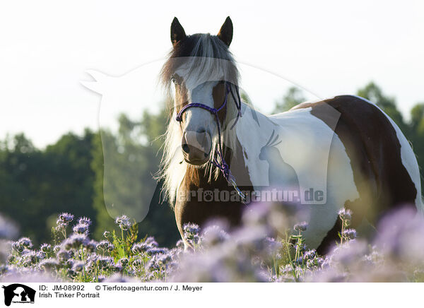 Irish Tinker Portrait / JM-08992