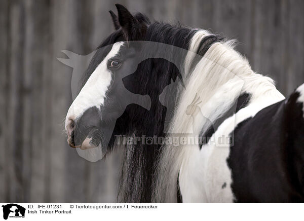 Irish Tinker Portrait / Irish Tinker Portrait / IFE-01231