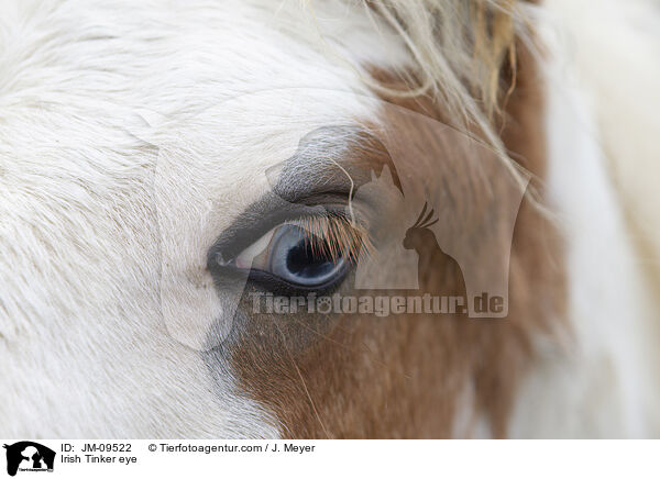 Irish Tinker eye / JM-09522