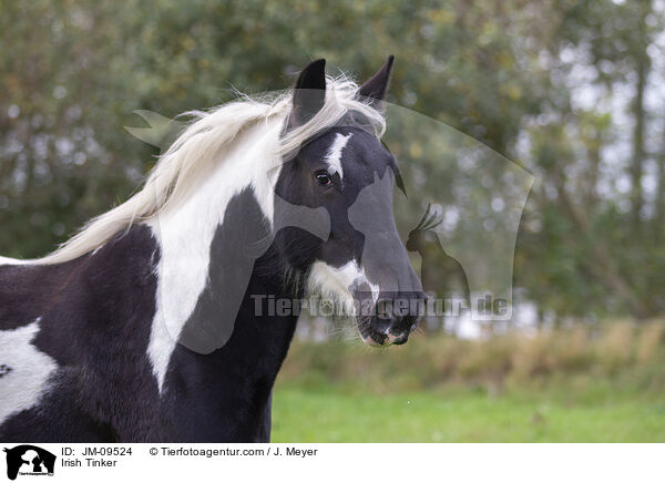 Irish Tinker / JM-09524