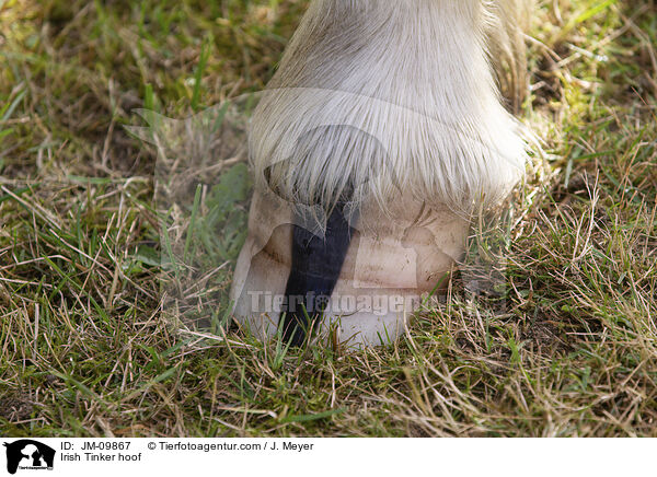 Irish Tinker Huf / Irish Tinker hoof / JM-09867