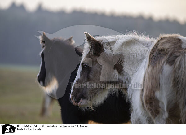 Irish Tinker Foals / JM-09874