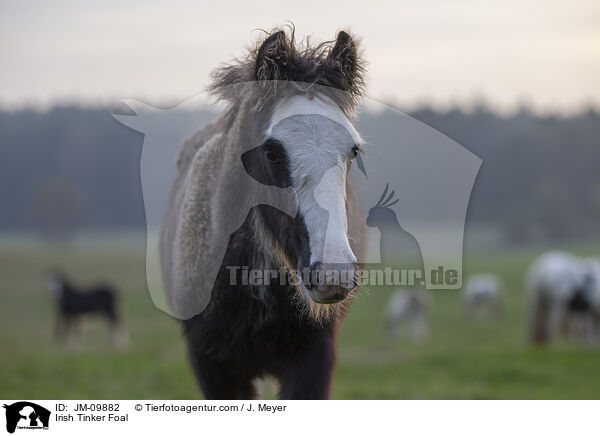Irish Tinker Fohlen / Irish Tinker Foal / JM-09882