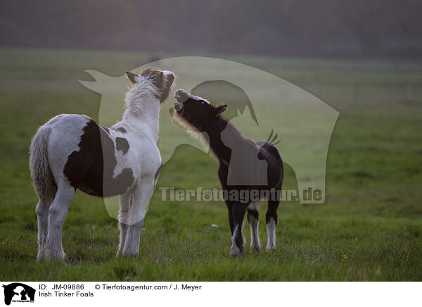 Irish Tinker Foals / JM-09886