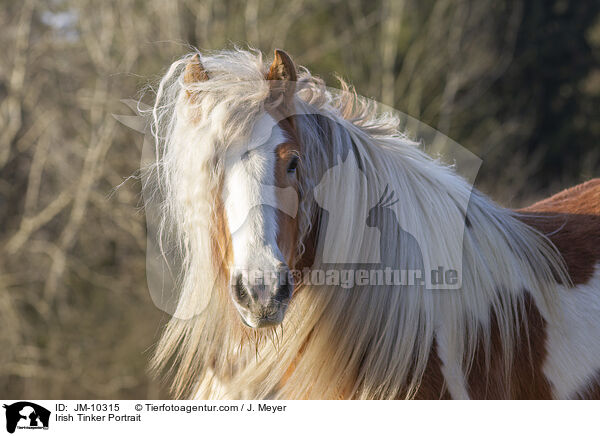 Irish Tinker Portrait / JM-10315