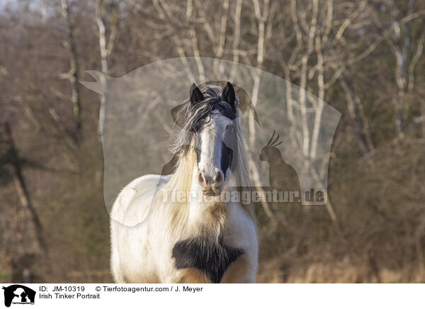 Irish Tinker Portrait / JM-10319
