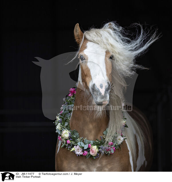 Irish Tinker Portrait / JM-11477