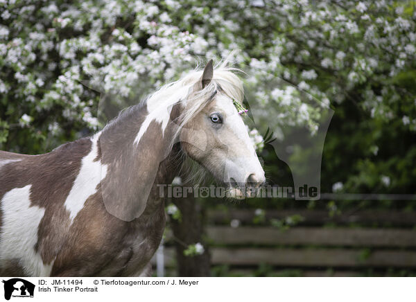 Irish Tinker Portrait / JM-11494