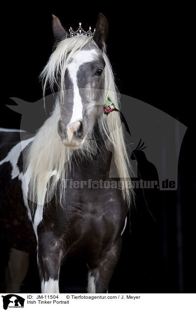 Irish Tinker Portrait / JM-11504