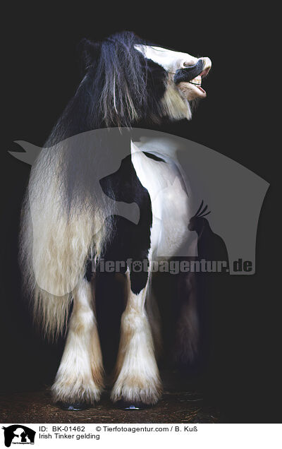 Irish Tinker gelding / BK-01462