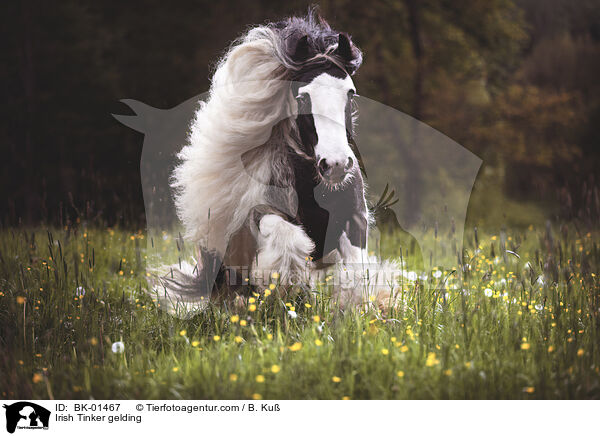 Irish Tinker gelding / BK-01467