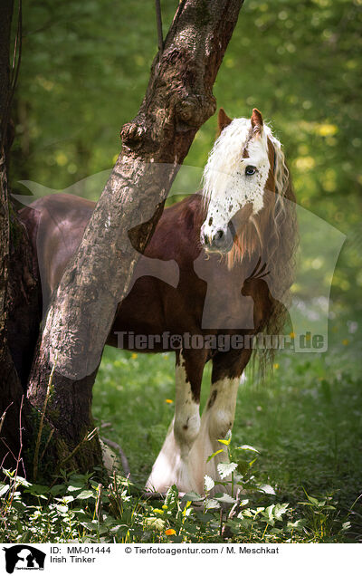 Irish Tinker / MM-01444