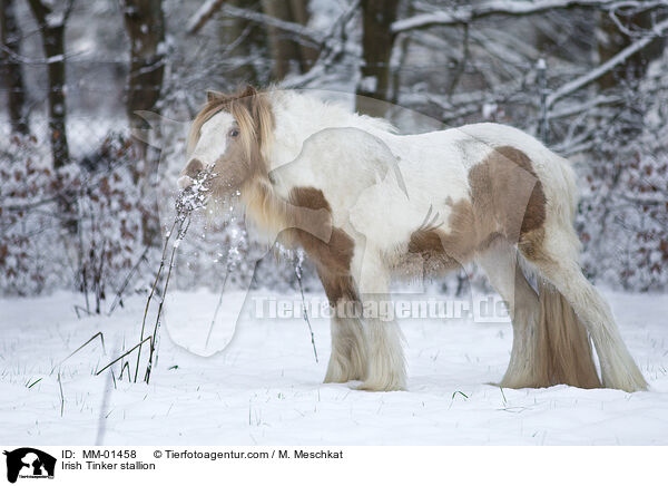 Irish Tinker stallion / MM-01458