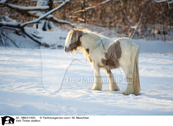 Irish Tinker stallion / MM-01460