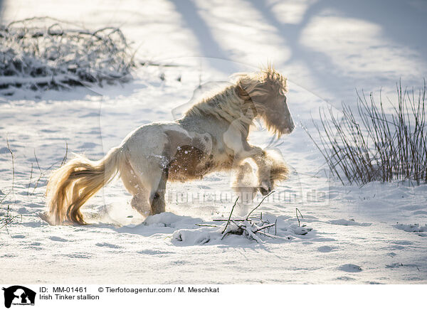 Irish Tinker stallion / MM-01461