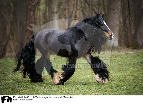 Irish Tinker Hengst / Irish Tinker stallion / MM-01466