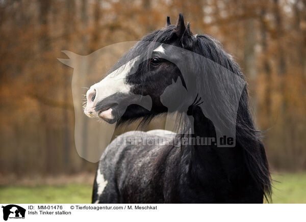 Irish Tinker stallion / MM-01476