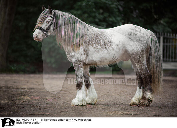 Irish Tinker Hengst / Irish Tinker stallion / MM-01487