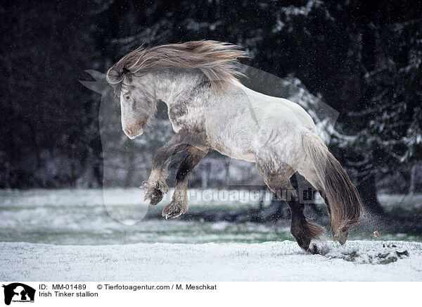 Irish Tinker Hengst / Irish Tinker stallion / MM-01489