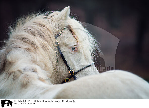 Irish Tinker Hengst / Irish Tinker stallion / MM-01491