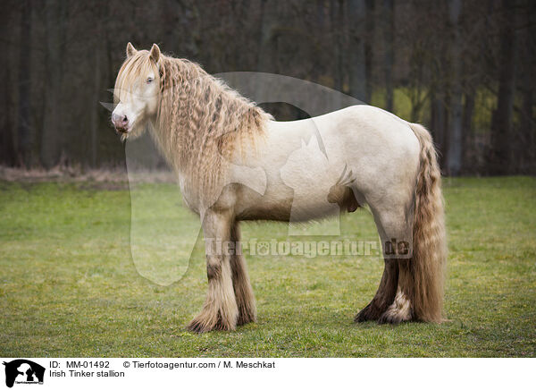 Irish Tinker Hengst / Irish Tinker stallion / MM-01492