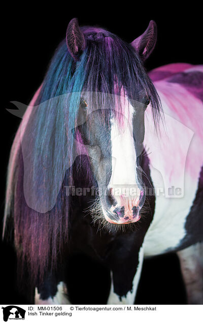 Irish Tinker gelding / MM-01506