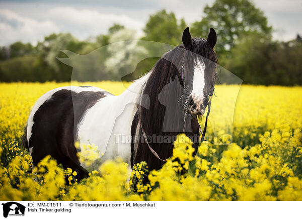Irish Tinker gelding / MM-01511
