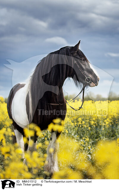 Irish Tinker gelding / MM-01512