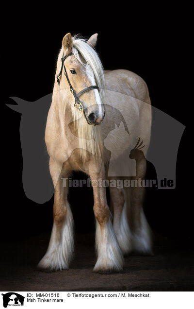 Irish Tinker Stute / Irish Tinker mare / MM-01516