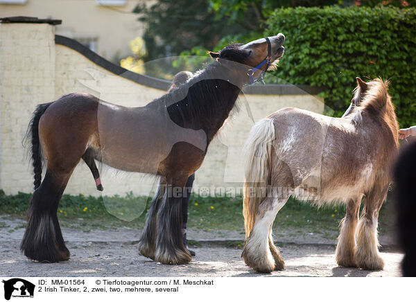 2 Irish Tinker, 2, zwei, two, mehrere, several / MM-01564