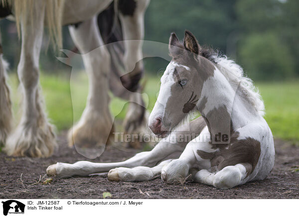 Irish Tinker foal / JM-12587