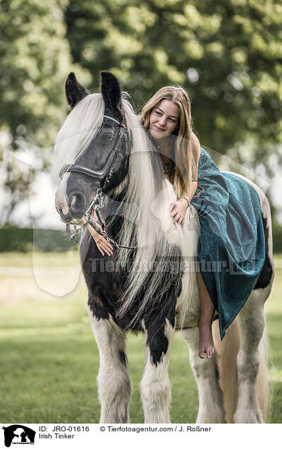 Irish Tinker / JRO-01616