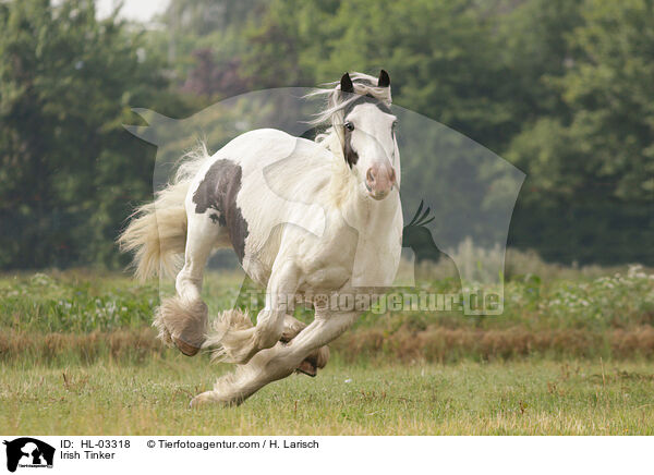 Irish Tinker / HL-03318