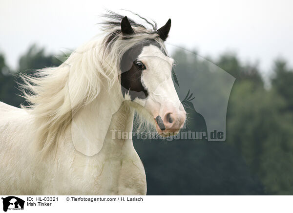 Irish Tinker / Irish Tinker / HL-03321
