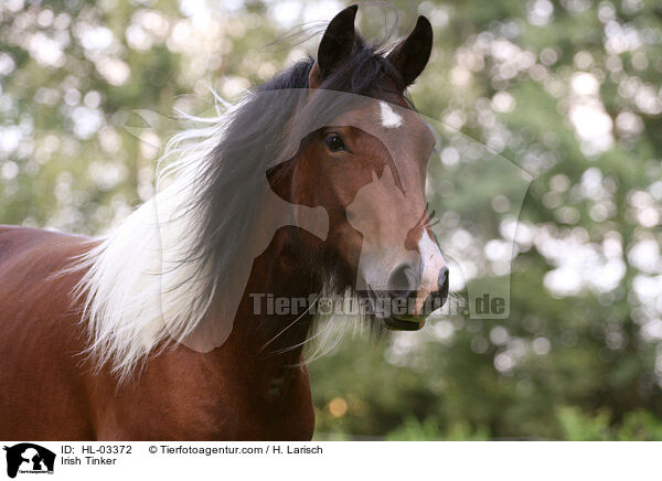 Irish Tinker / HL-03372
