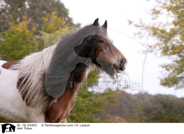 Irish Tinker / HL-03403
