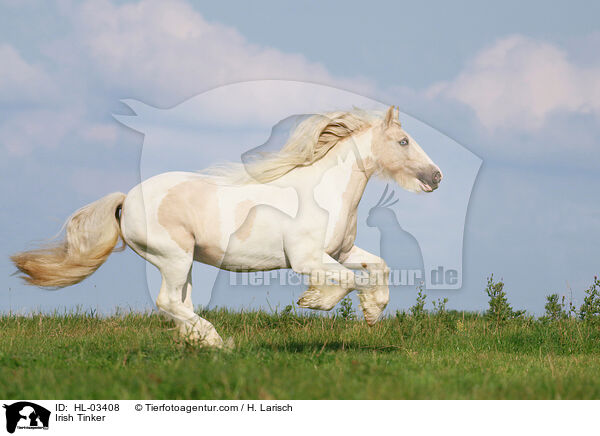 Irish Tinker / HL-03408